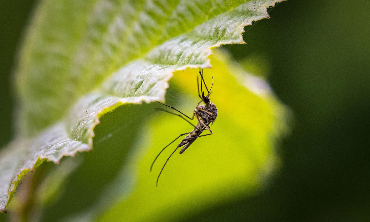 Ove boje izbegavajte dok boravite u prirodi, privlače KOMARCE i INSEKTE