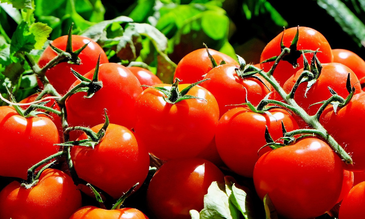 LA TOMATINA - Pogledajte ljutu borbu PARADAJZOM na ulicama ŠPANIJE