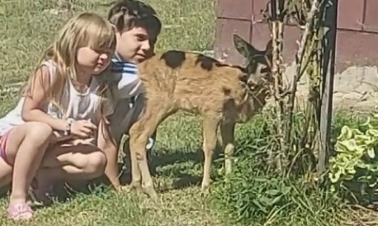 Porodica iz Koštunića čuva BAMBIJA: Ne damo je prirodi, dok ne postane SRNA