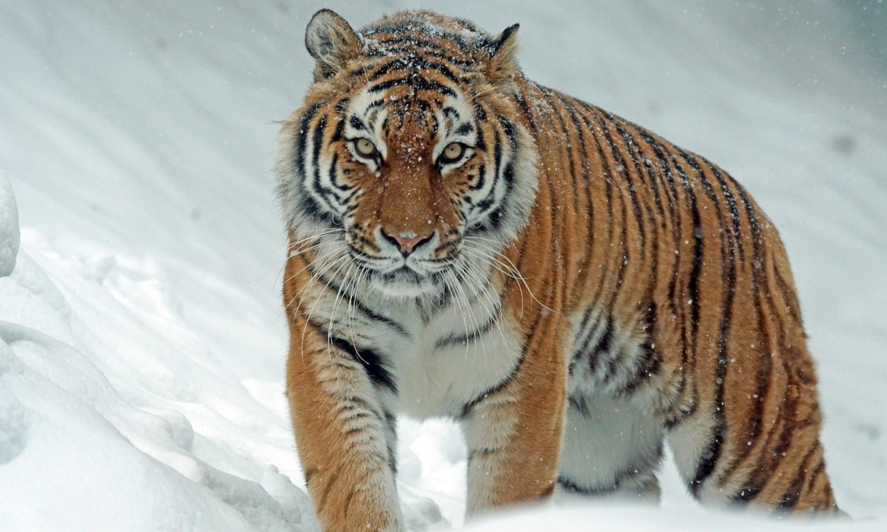 U današnje vreme NIJE LAKO BITI TIGAR, osim ako ne živiš u Nepalu