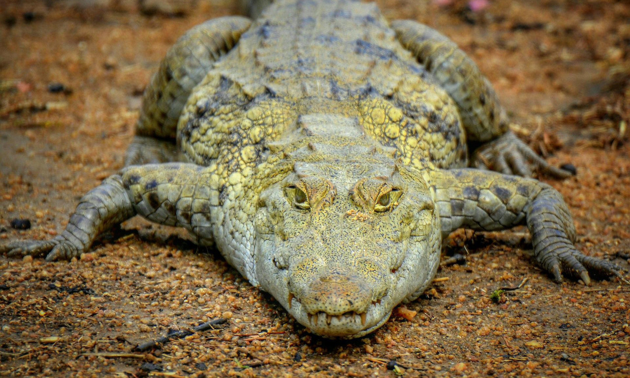 Provokacija LONDONSKOG ZOO VRTA - smislili originalan način za skretanje pažnje na UGROŽENE VRSTE