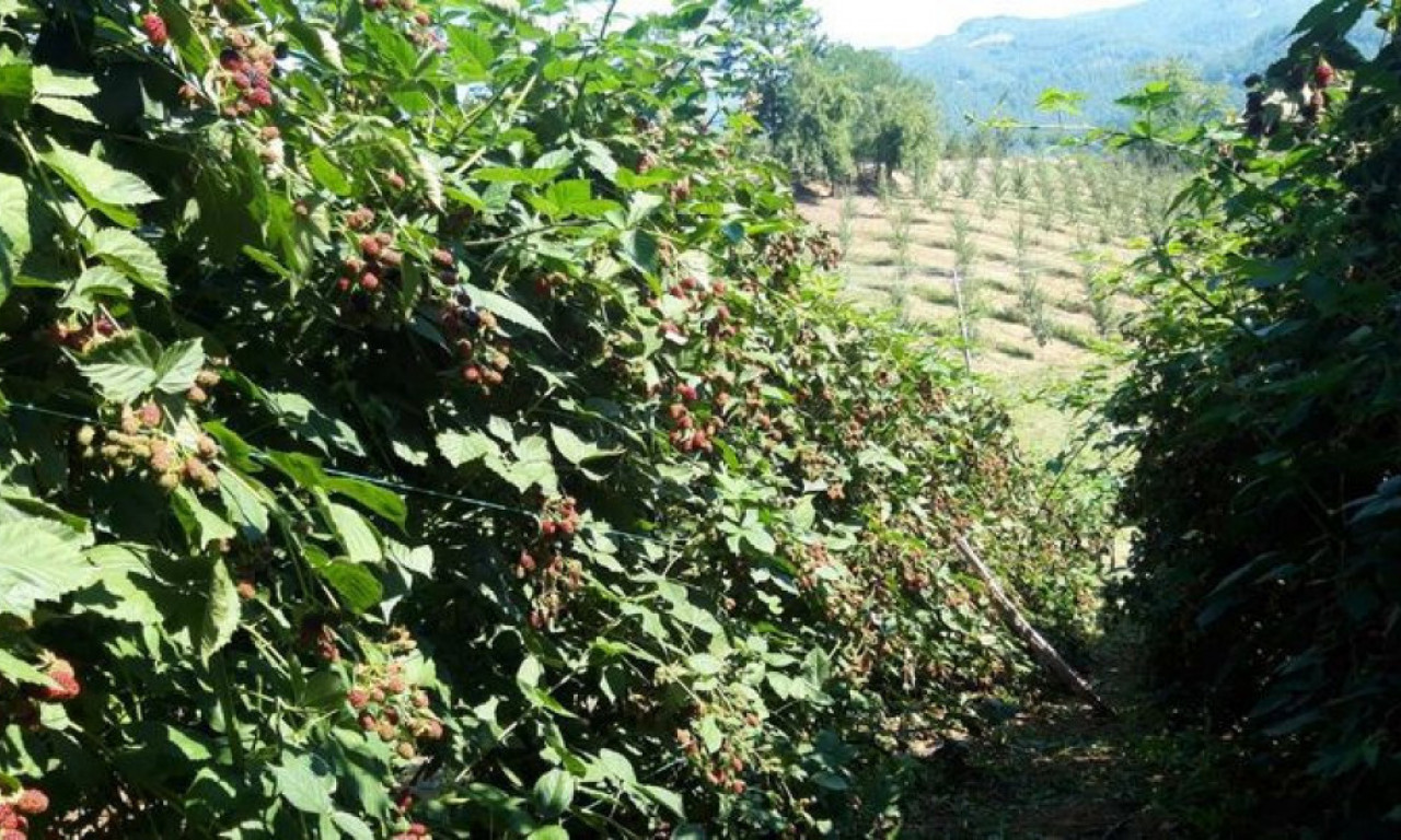 Ova srpska voćka sada je TRAŽENIJA ČAK I OD MALINE - koliko god da se nabere ODMAH SE PRODA