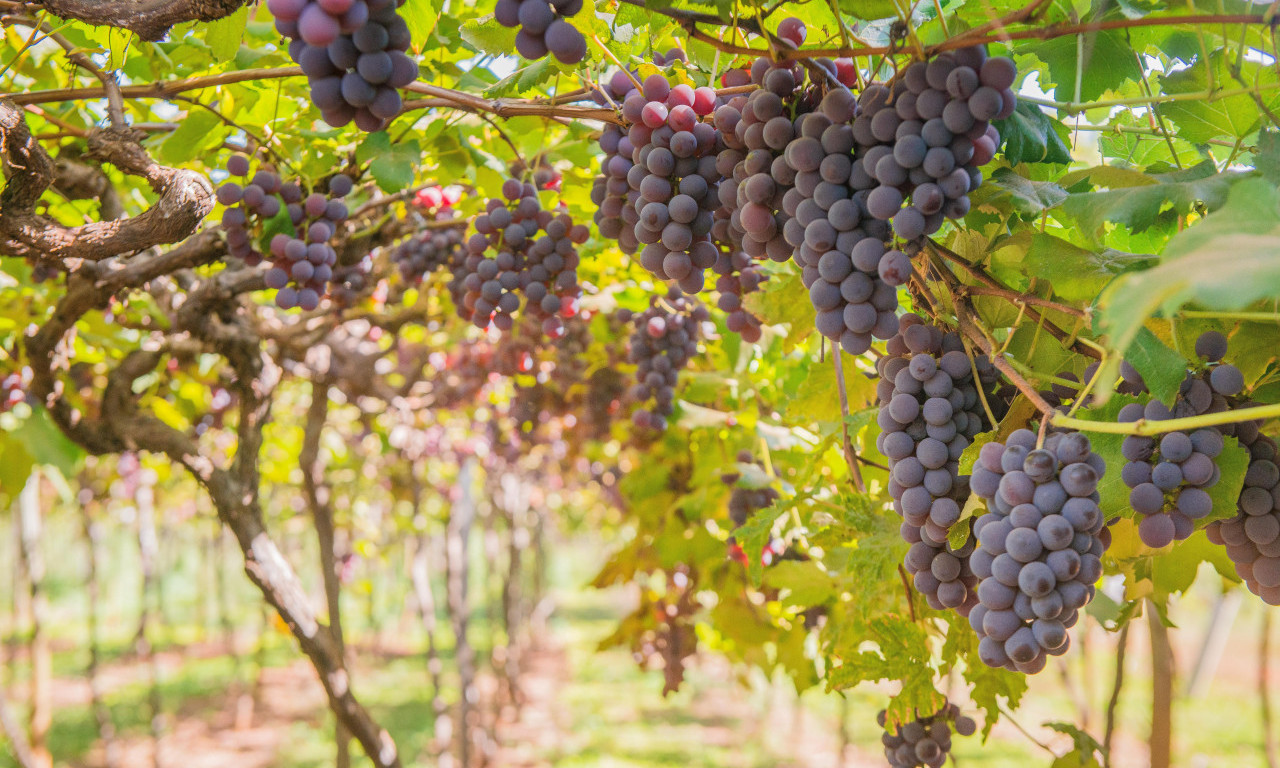 Da li je zdravo piti vino? Jedna čaša i vrhunska muzika mogu biti ELIKSIR ZA ZDRAVLJE, a evo i kako