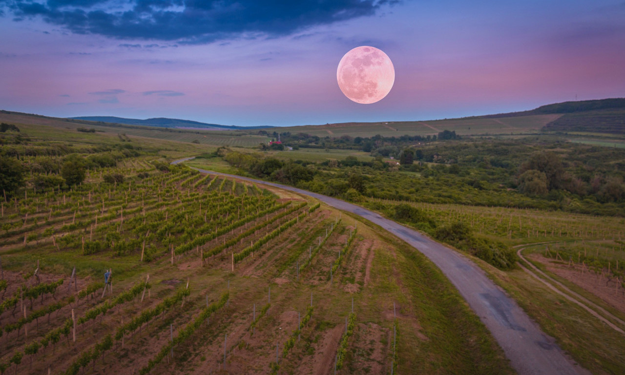 Prema LEGENDI kralj LUJ XV je svojoj LJUBAVNICI govorio: Ovo je KRALJ VINA i VINO KRALJEVA