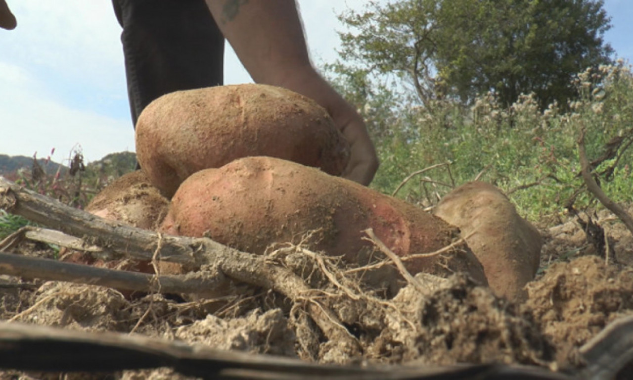 Da, to ima samo u SRBIJI - na planinama Mučanj i Javor rodio KROMPIR težak više od 2 kg