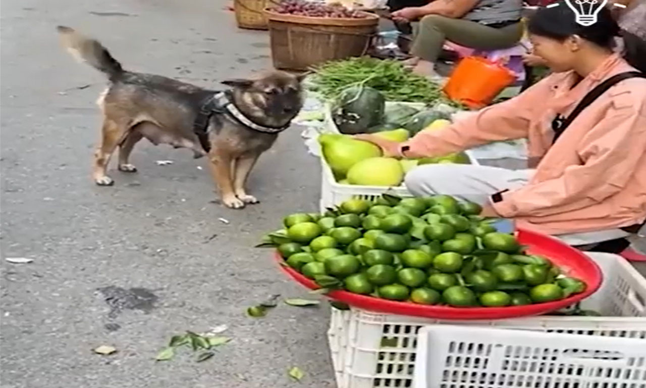 Daj časti malo - pogledajte PSA koji svaki dan IDE sam na PIJACU, BIRA I KUPUJE NAMIRNICE