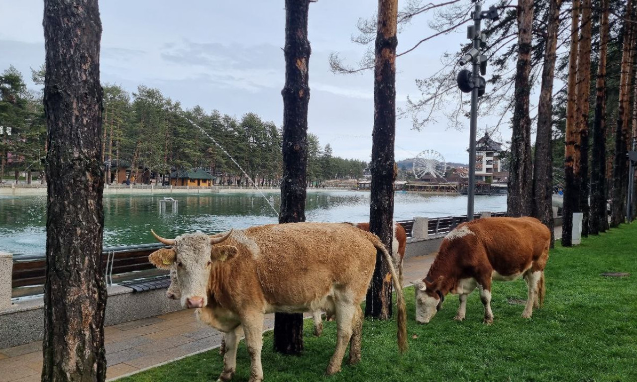 Tračak nade da ZLATIBOR ipak nije izgubio DUŠU: KRAVE šetaju na KRALJEVOM TRGU, turisti presrećni