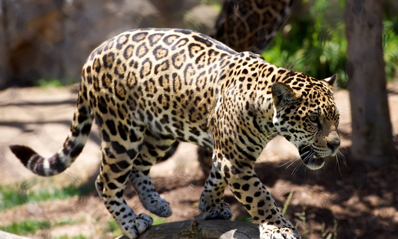 Strašna scena u ZOOLOŠKOM VRTU na Paliću: LEOPARD usmrtio ženku pred POSETIOCIMA