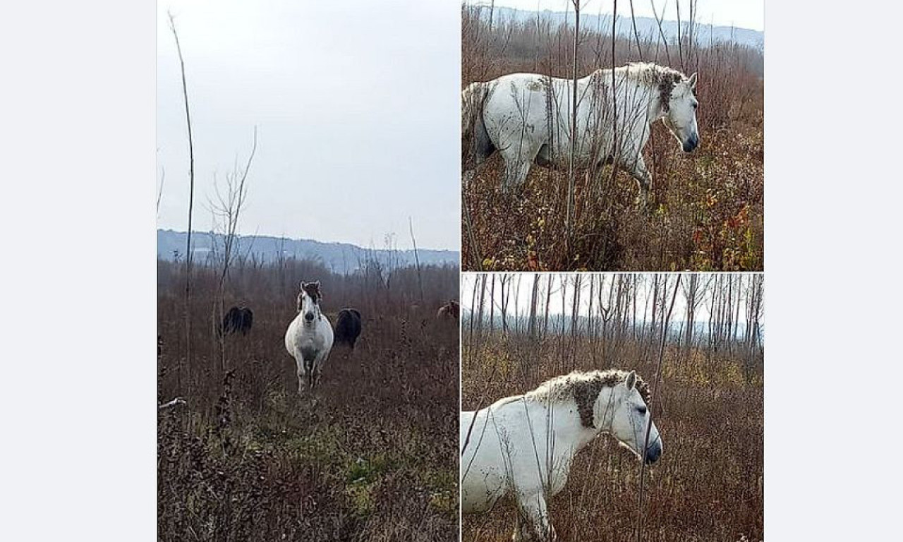 NAPUŠTENI, GLADNI I PROMRZLI KONJI uništavaju mlada stabla u REZERVATU PRIRODE kod Novog Sada, KO ĆE TO DA REŠI?