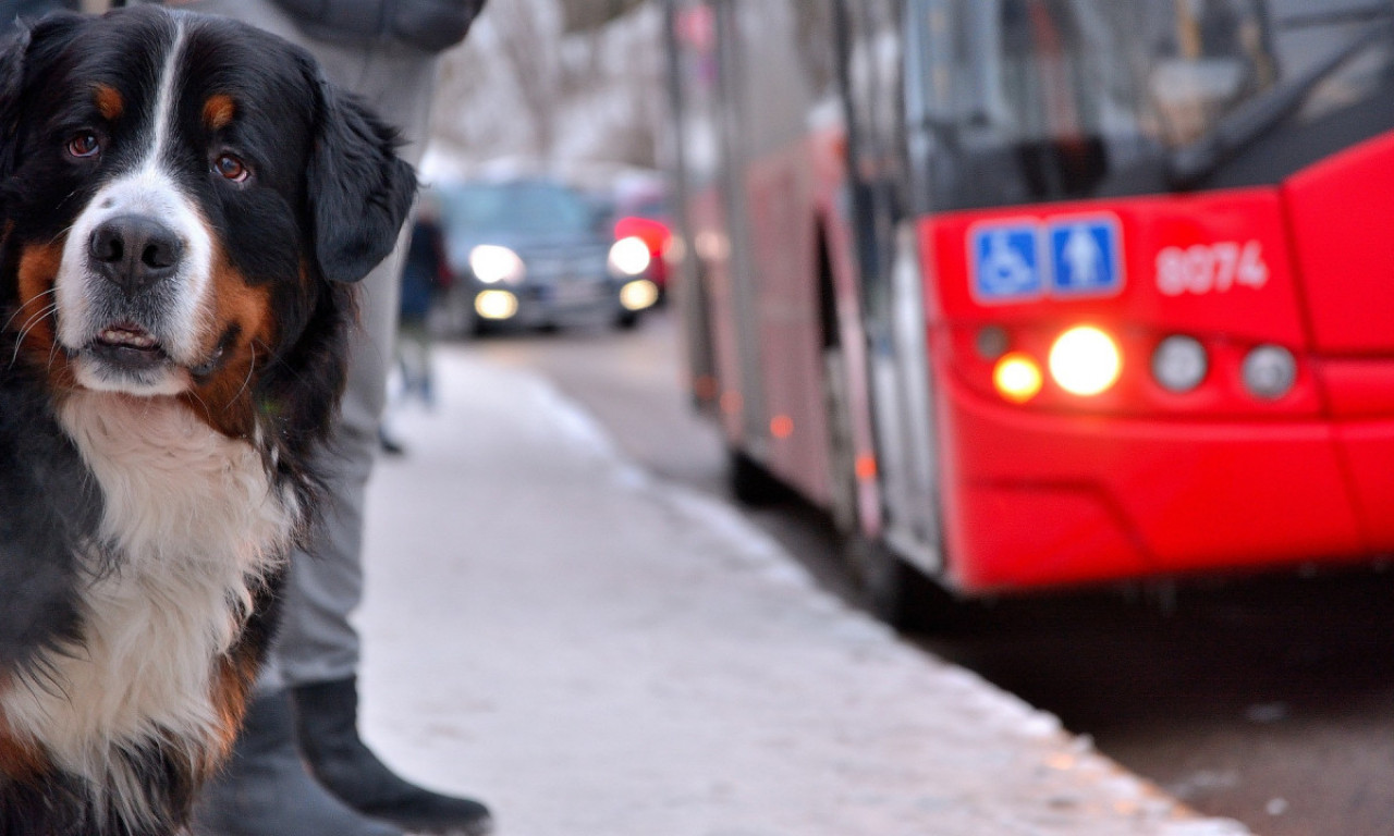 Nisu uvek poželjni: Ovo su uslovi za PREVOZ ŽIVOTINJA u beogradskim AUTOBUSIMA