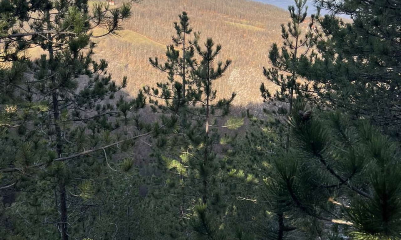 POTPUNI HAOS NA TARI: Šumski požar "guta" hektare površine, odmah ZATVOREN POZNATI VIDIKOVAC!