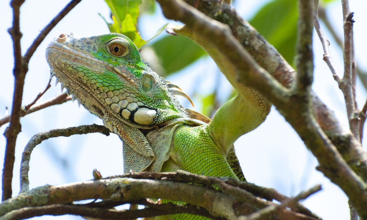 Pazi, IGUANE PADAJU sa DRVEĆA! I to - ZAMRZNUTE