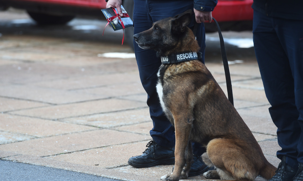 Zigi, Proteo, Timba, Eko i Orli - ovo su PSI HEROJI koje slušaju čak i SPASIOCI