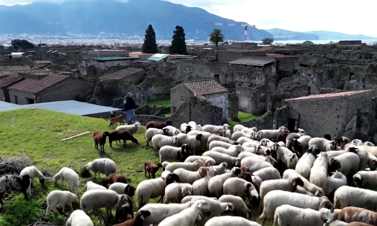 Uloga OVACA u savremenoj ARHEOLOGIJI:  Zahvaljujući njima BIĆE SAČUVANI ostaci Pompeje