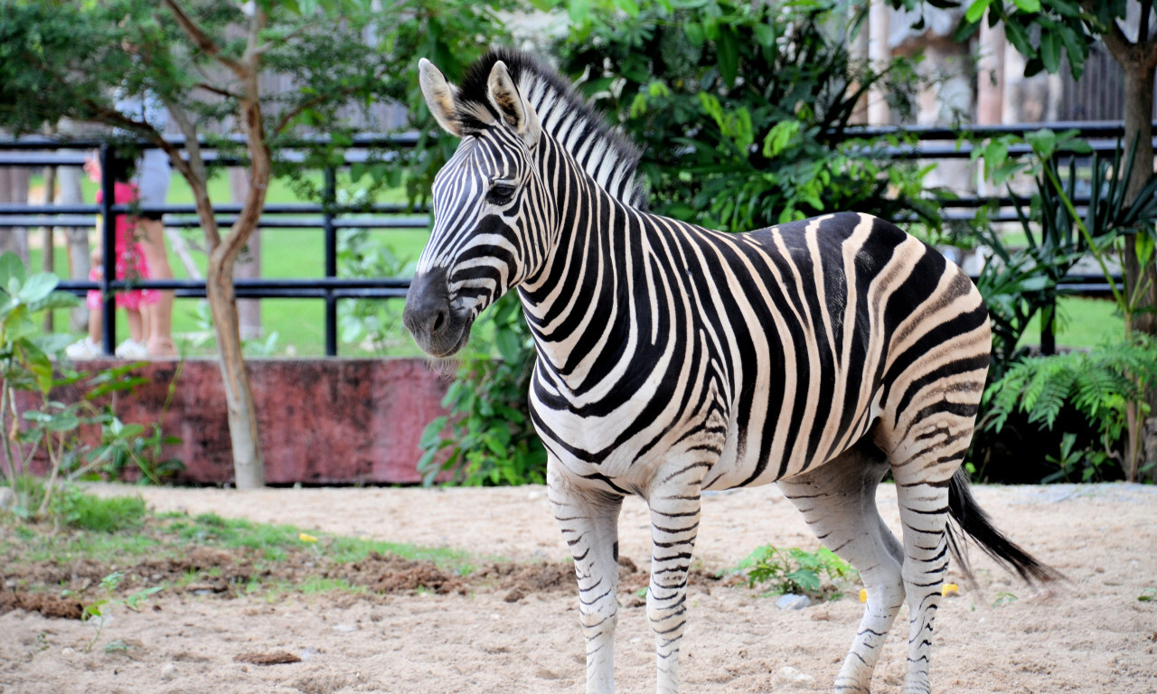 Šta zna ZEBRA šta je ZEBRA: Seko pobegao, pa PROŠETAO ulicama Seula