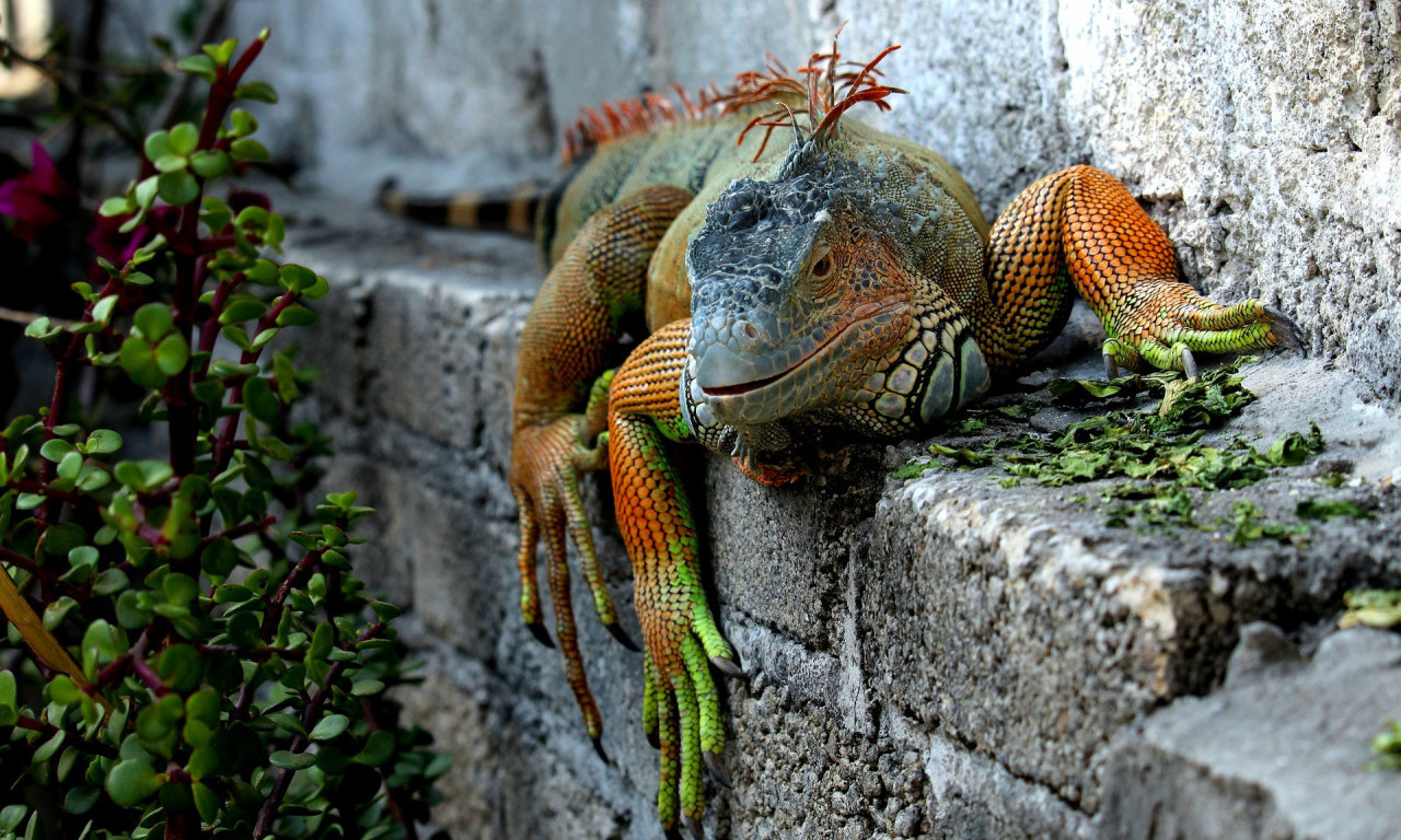 UGRIZLA JE IGUANA zbog parčeta torte, MESECIMA POTOM lekari utvrdili da ima RETKU BAKTERIJSKU INFEKCIJU