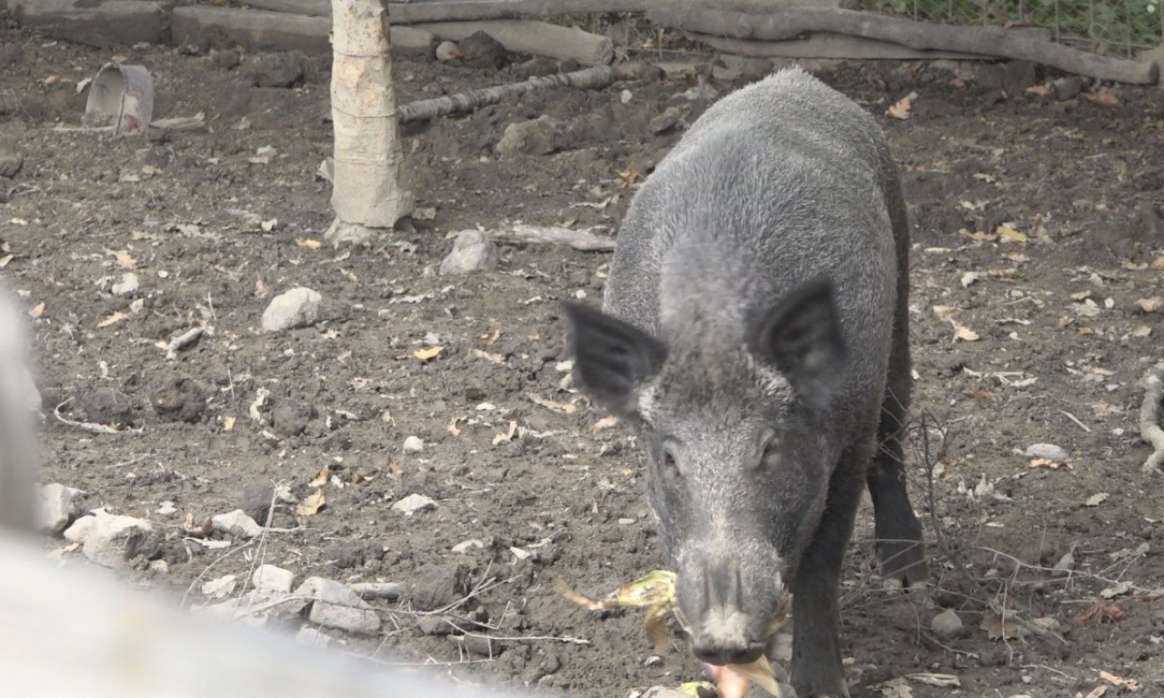 Još samo da mu NAĐU DEVOJKU: Mićko je prava ATRAKCIJA od 200 kg u selu Kačulice