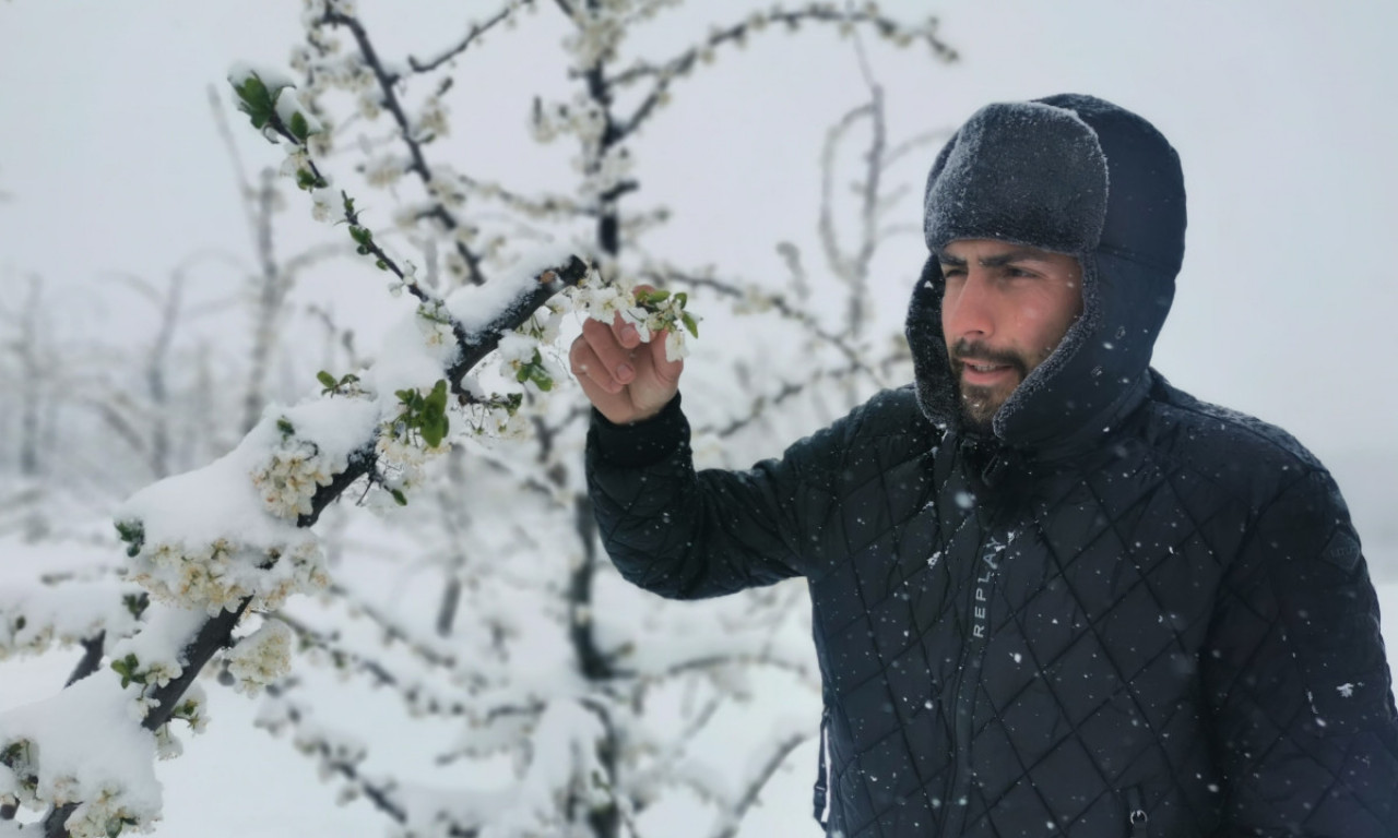 Ni NAJSTARIJI meštani ovo NE PAMTE: Sneg UNIŠTIO ŠLJIVE, stradala KAJSIJA, a ni TREŠNJI se ne piše dobro