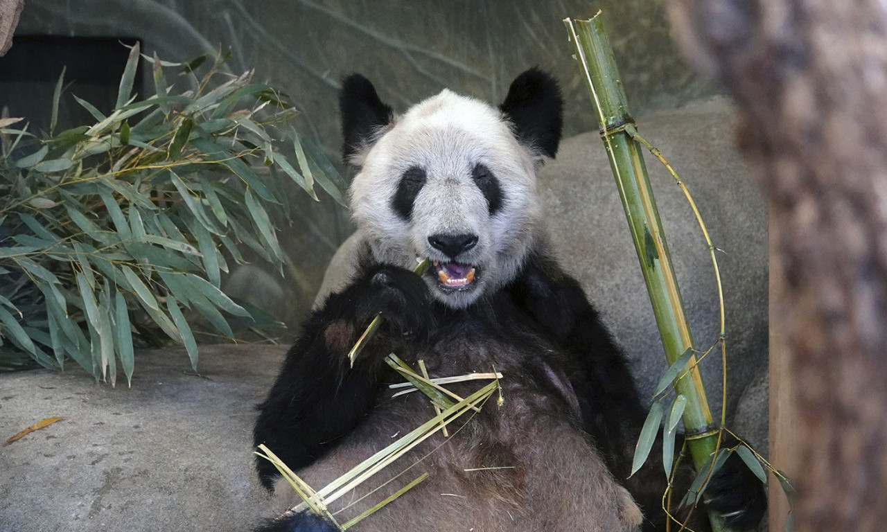 ZLOSTAVLJANA u zoo vrtu u MEMFISU? Džinovska PANDA Ja Ja VRAĆENA U KINU posle dve decenije