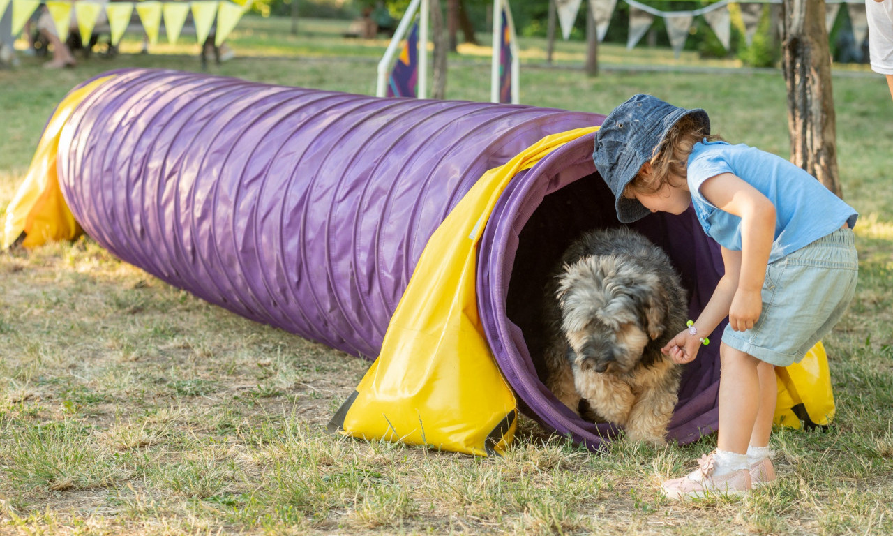 ULIČNI PSI, FESTIVAL PASA SVIH RASA od 16. do 18. juna na Kalemegdanu