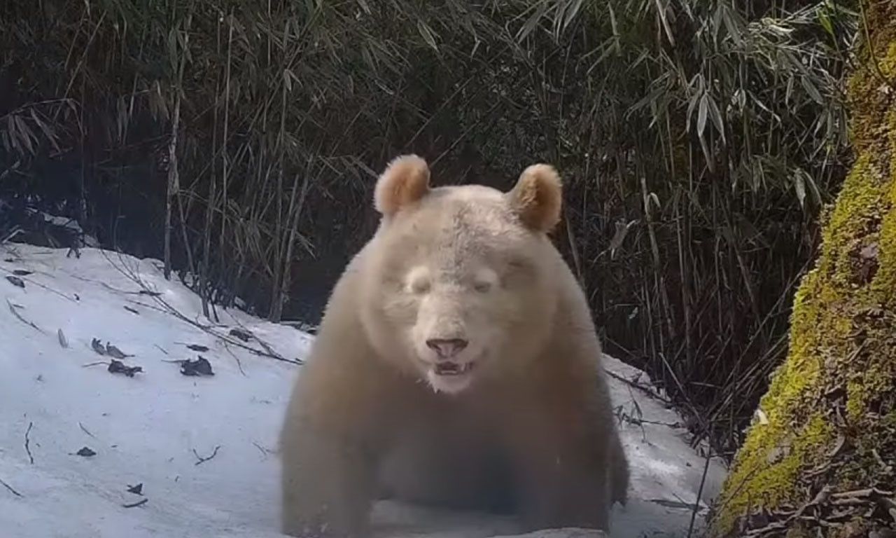 Posle 4 godine SNIMLJENA ALBINO PANDA, JEDNA JEDINA ovakva NA SVETU