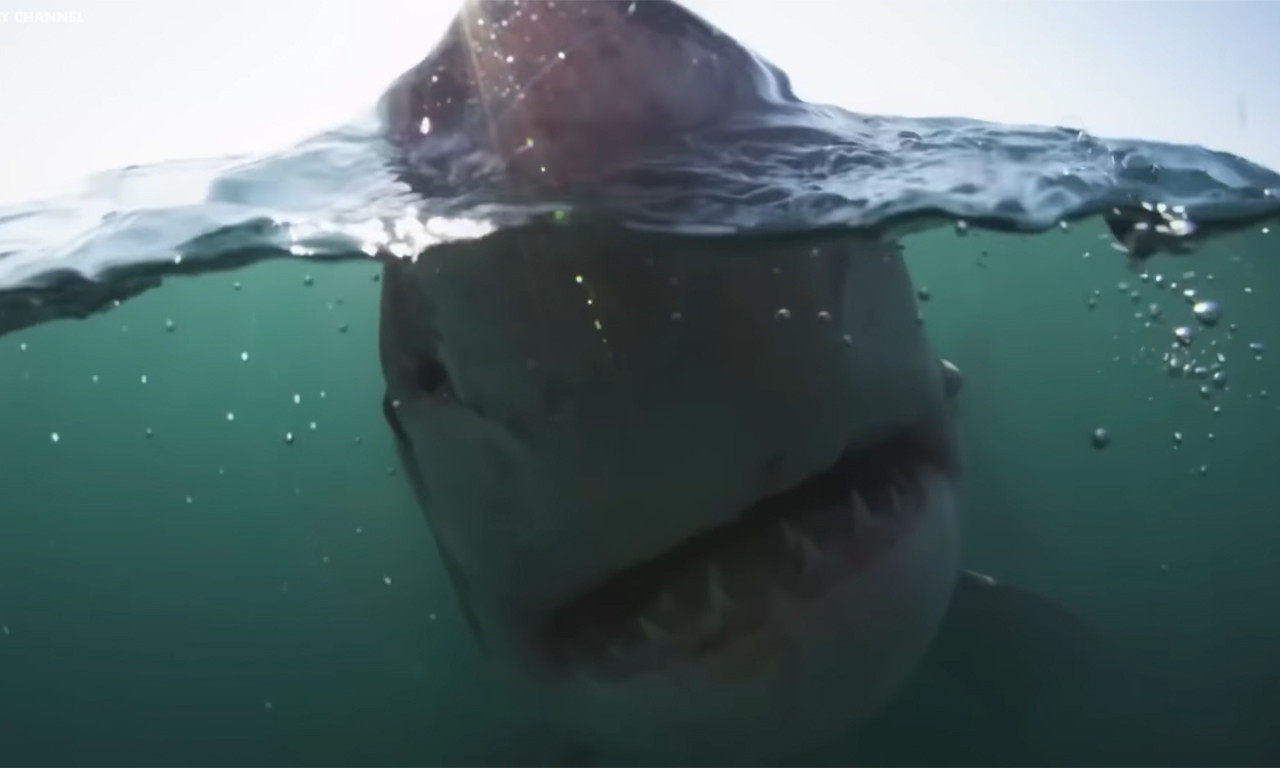 STRAH I TREPET iz dubina: Postoji li mogućnost da MEGALODON i dalje PLIVA OKEANIMA?