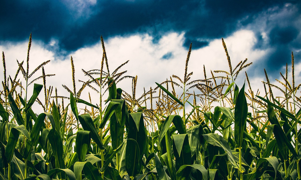 Prinos kukuruza biće MANJI ZBOG SUŠE, to nije jedina kultura koja će podbaciti (VIDEO)
