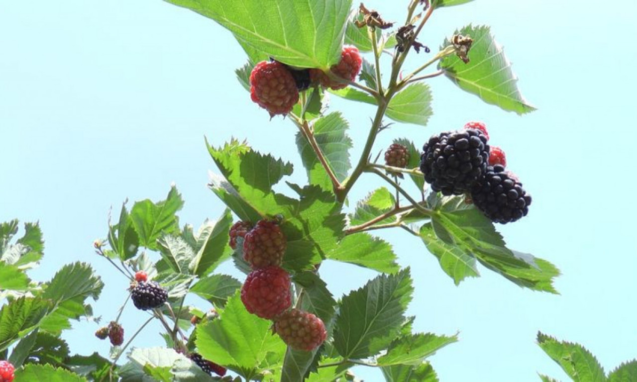 CRNO zlato zamenilo CRVENO: Vlada ogromna POTRAŽNJA za srpskom KUPINOM, a PRODAJA i CENA daleko BOLJA od maline