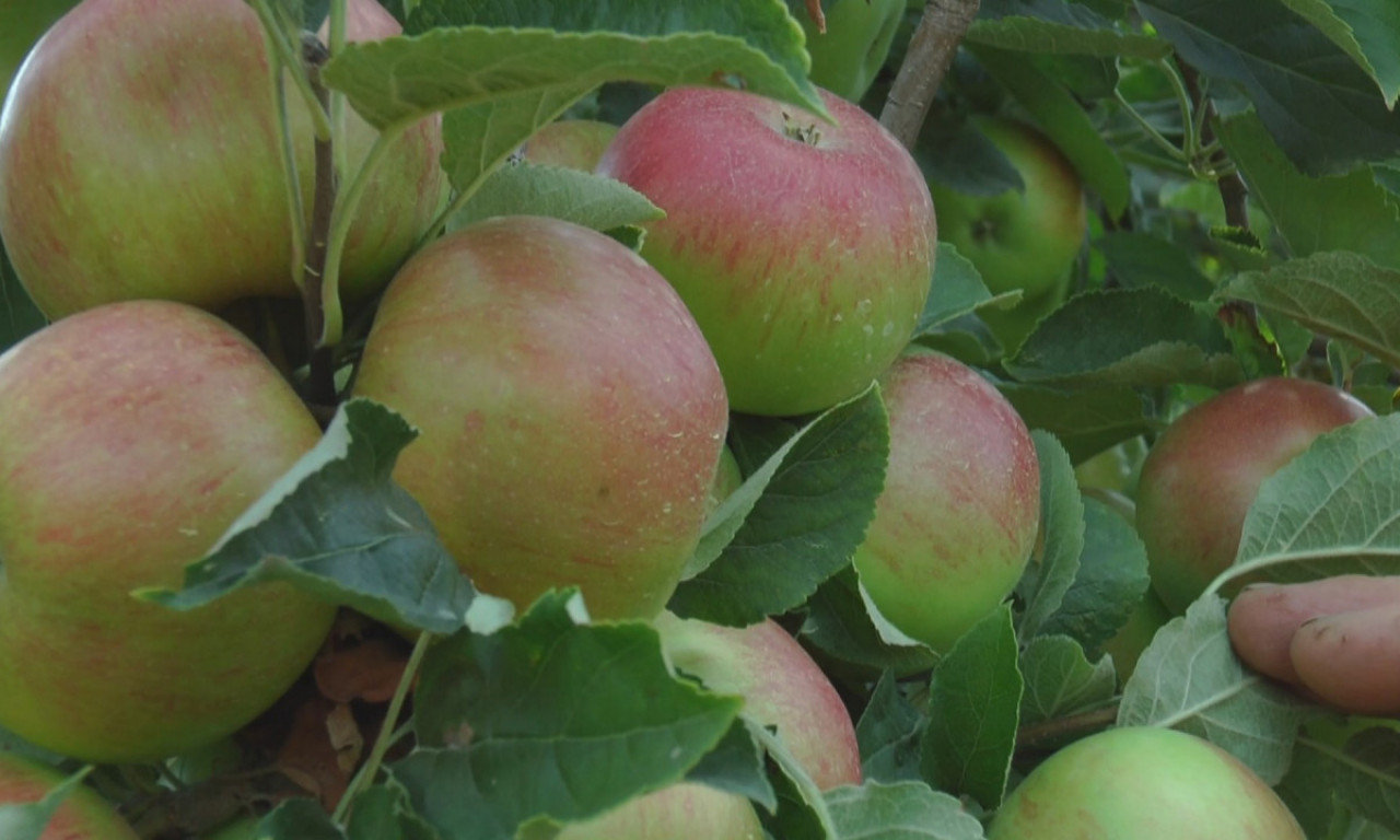 Od sutra bez carina u Kinu mogu da idu domaća sveža jabuka, borovnica i suva šljiva (VIDEO)