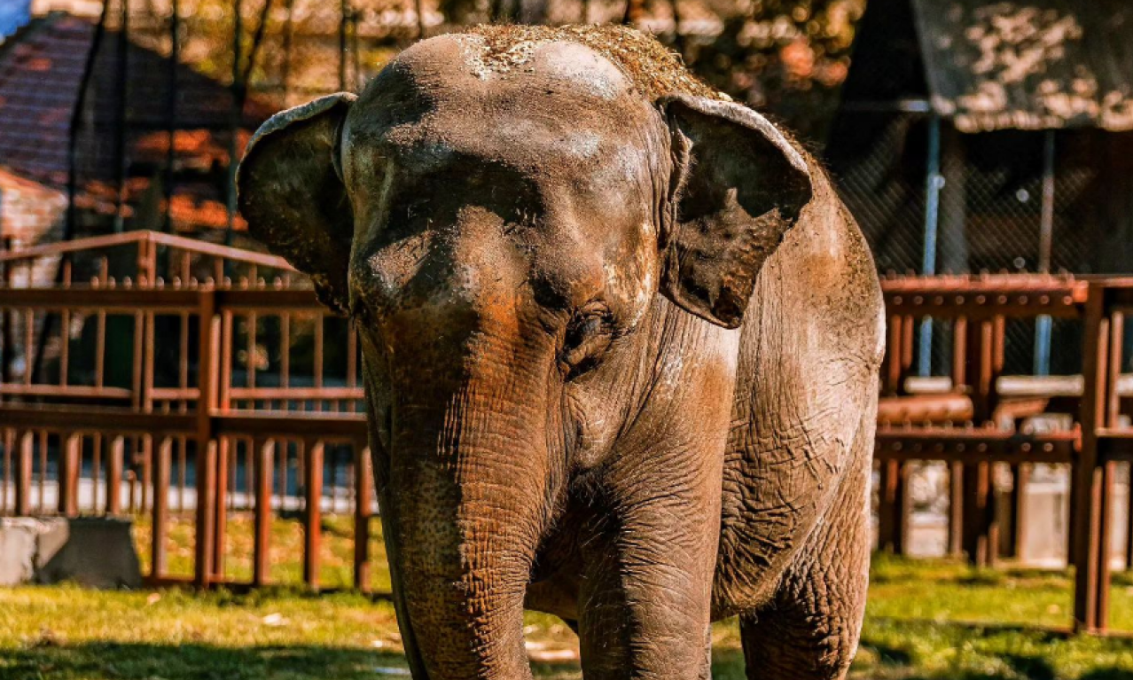 UGINULA SLONICA TVIGI, jedan od najstarijih stanovnika BEO ZOO VRTA