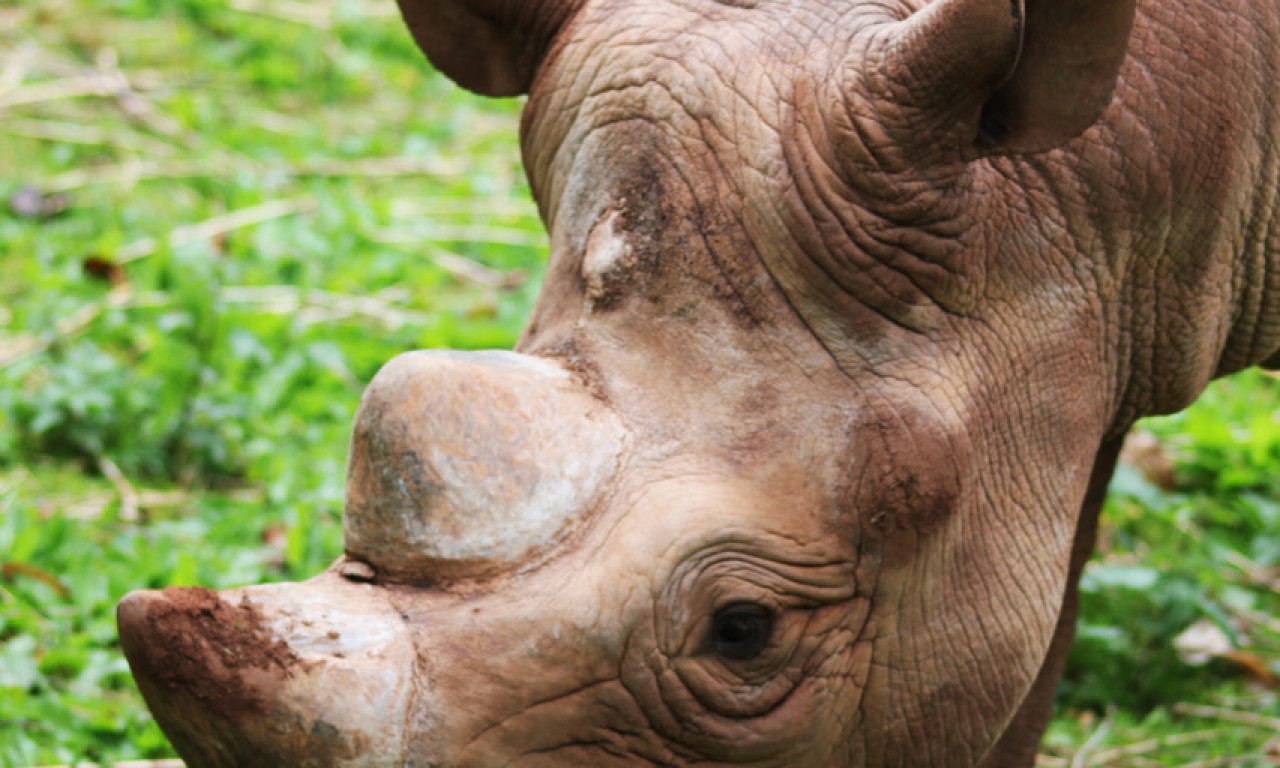 NOSOROG UBIO čuvarku u ZOO VRTU u Austriji, još jednu osobu povredio