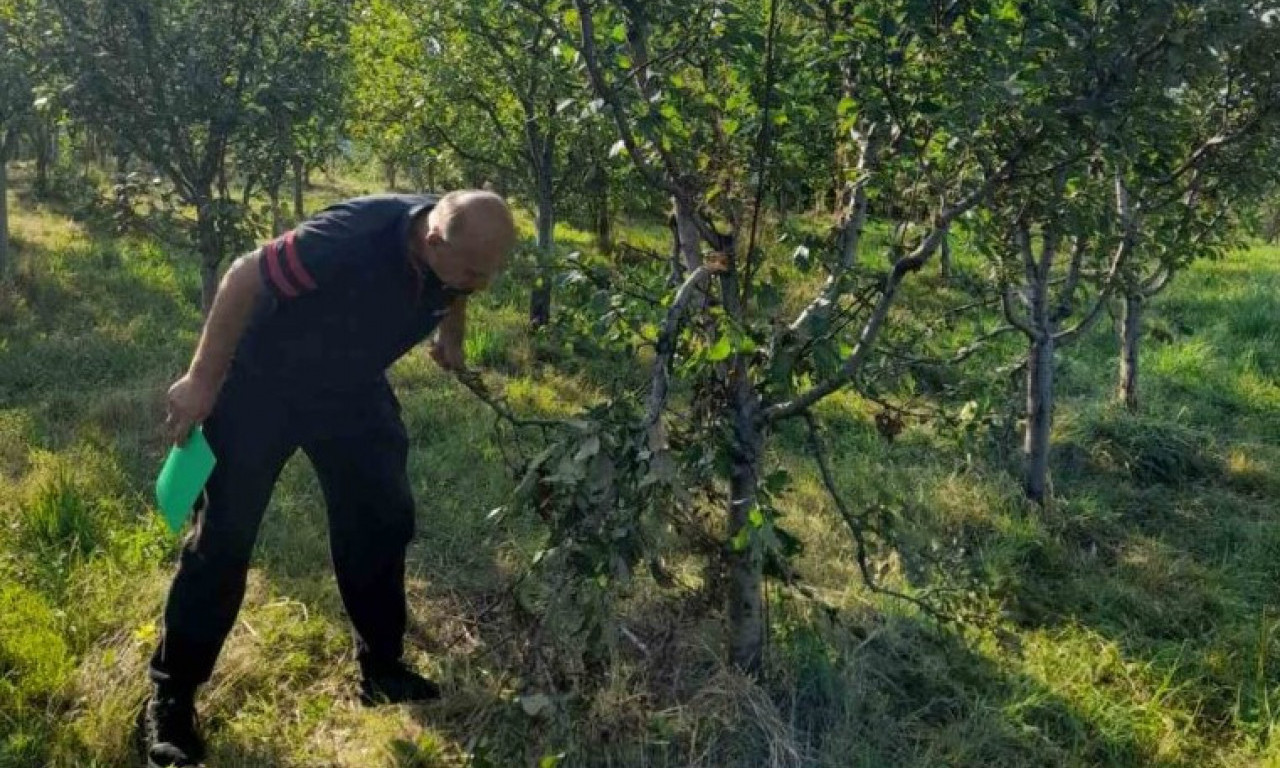 MEDVED ušao u ŠLJIVIK: Zver domaćinu OBRALA ceo rod i POLOMILA stabla