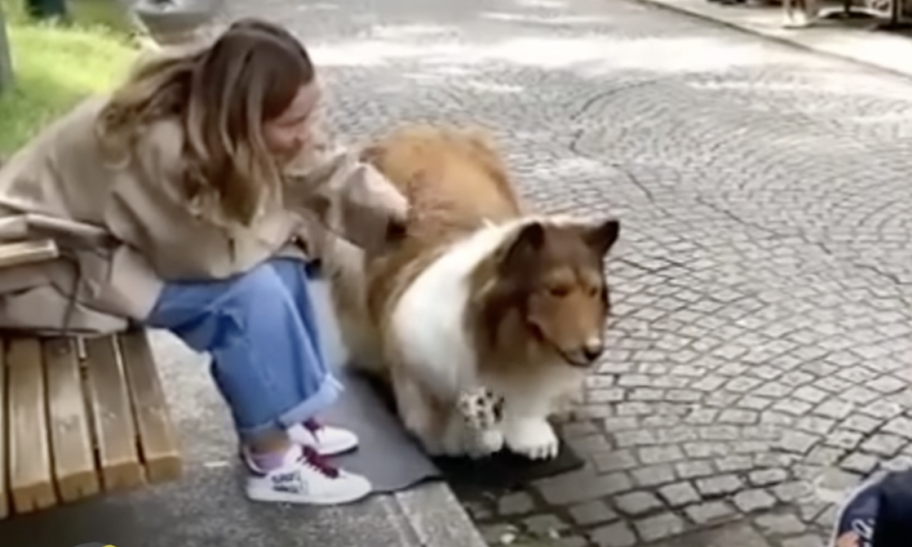 Potrošio je SILNE PARE da bi postao PAS, ali to mu nije dovoljno - sada želi da pronađe ŽENU PSA