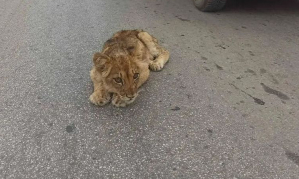 PRONAĐENO mladunče LAVA na ULICI u Subotici