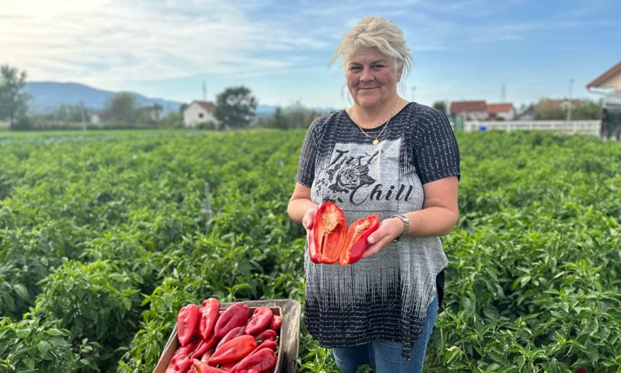 Jedna Danina PAPRIKA dovoljna DA RUČA cela PORODICA: I pored LOŠEG vremena ODLIČNO je RODILA, a prodaju je ispod cene