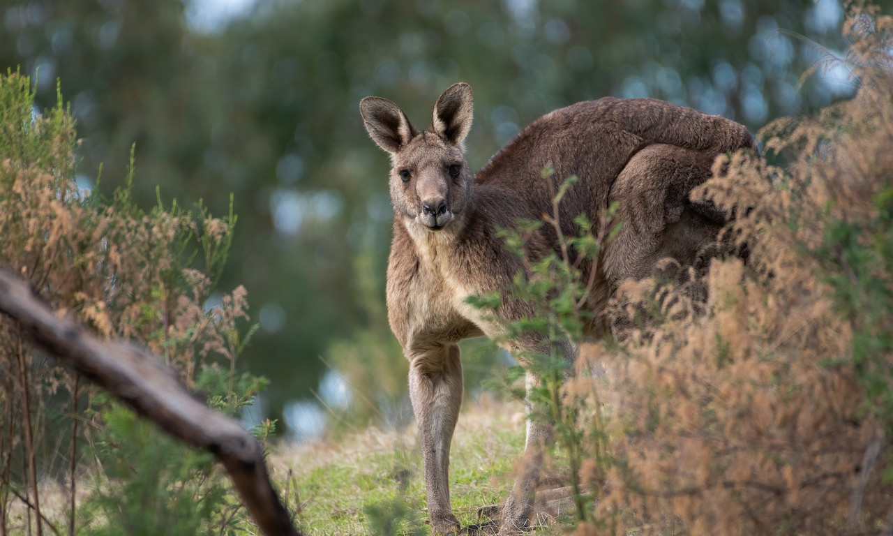 BODI-BILDER sa glavom JELENA: Australijanac se sukobio sa KENGUROM, pa izvukao je DEBLJI KRAJ