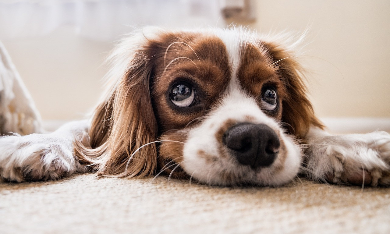 VETERINARI su hteli da USPAVAJU ZDRAVOG PSA! Ovo je EPILOG HORORA u BORČI koji je potresao SRBIJU