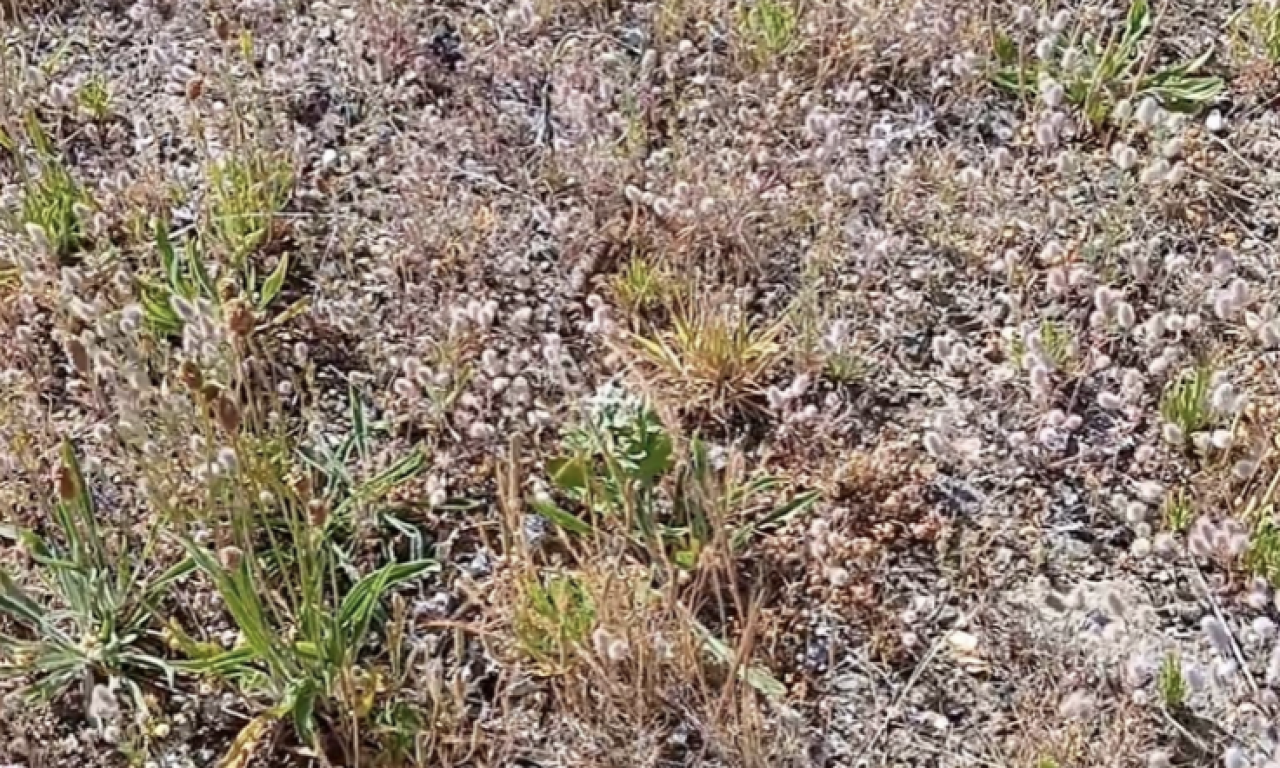 Zagonetna fotografija TRAVE zbunila sve: Da li ste se i vi UNERVOZILI nakon dužeg gledanja?