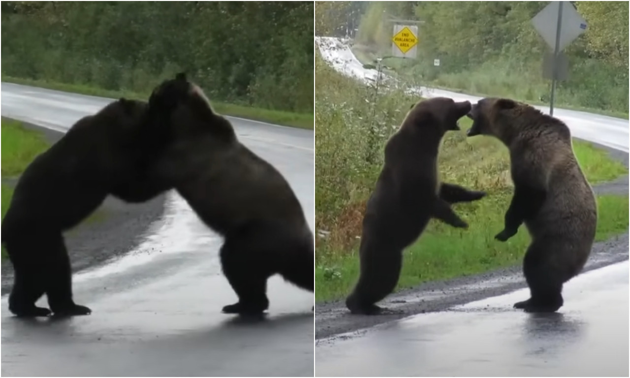 Pogledajte žestoku BORBU dva MEDVEDA! A kad vidite ko ih iz prikrajka mirno POSMATRA... (VIDEO)