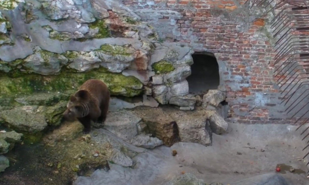 Da li se MEDVED u Beogradu UPLAŠIO SVOJE SENKE na Sretenje? Evo kakva će nam biti ZIMA narednih nedelja