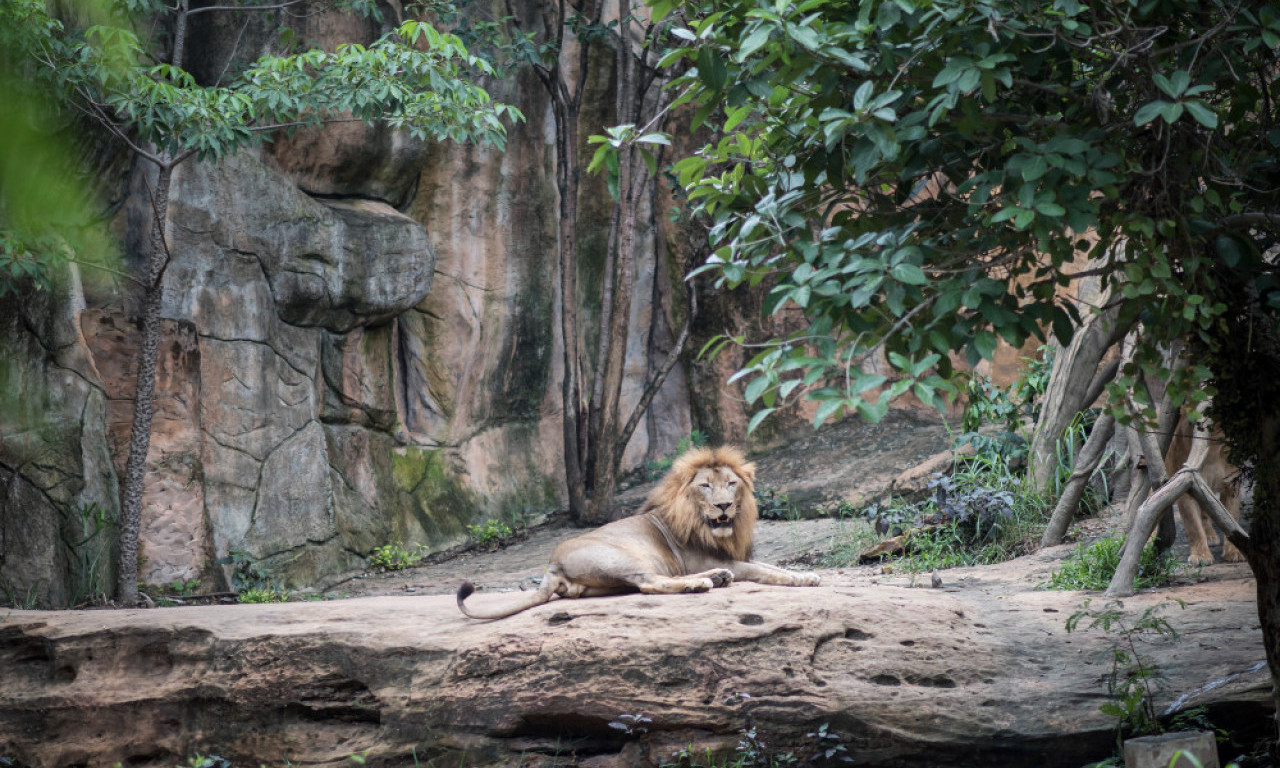 NEVIĐEN UŽAS U ZOO VRTU! Čovek preskočio ogradu da bi napravio SELFI SA LAVOM, zver ga RASTRGLA