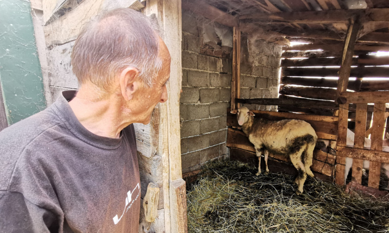 NEZAPAMĆEN UŽAS U SRPSKOM SELU! Toplo vreme izmamilo ZMIJE OTROVNICE, prijavljen prvi SMRTNI SLUČAJ