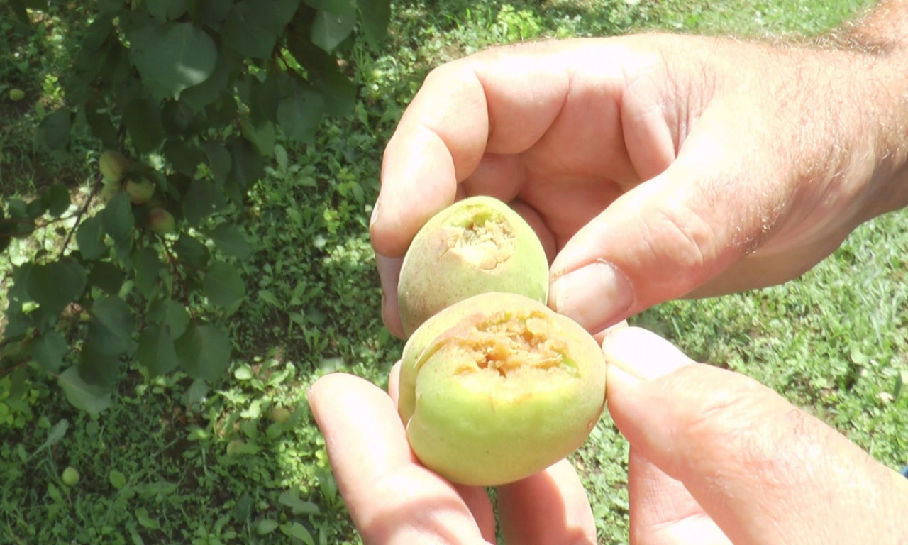 Olujno NEVREME pogodilo kragujevačka sela! Za par minuta nije ostalo ništa ni od VOĆA, ni od ŽITARICA