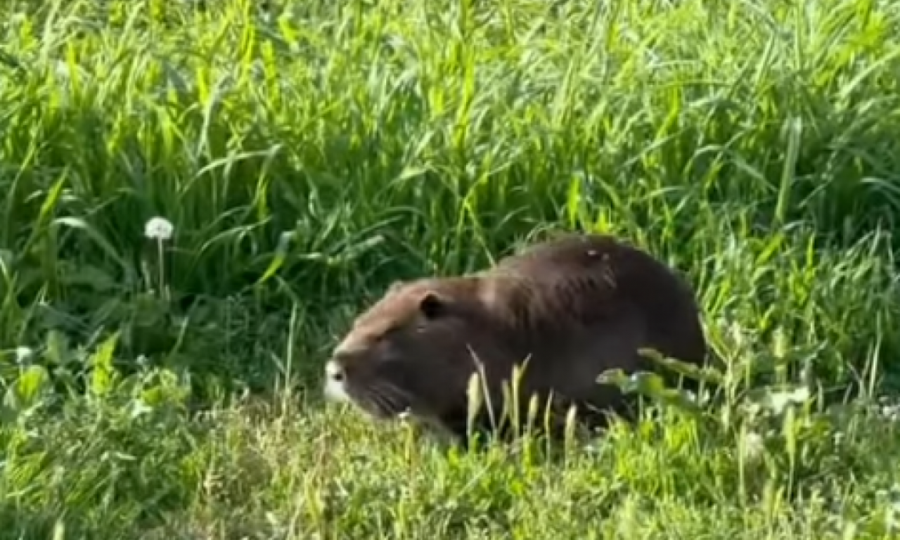 STRAH U BEOGRADSKOM NASELJU! ŠETA SE ogroman vodeni PACOV težak skoro 8 kilograma (FOTO+VIDEO)