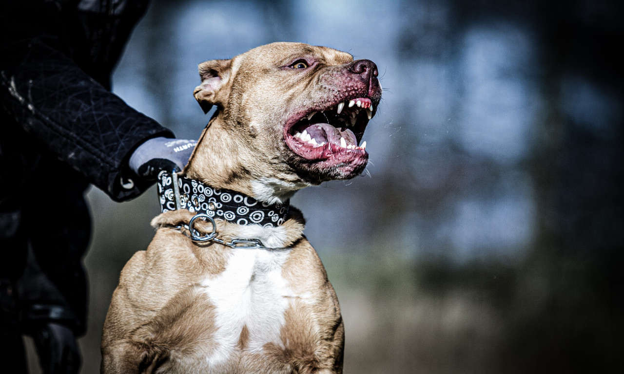 HOROR U NOVOM SADU! Pitbul nasmrt izujedao svog VLASNIKA, policija radi uviđaj!