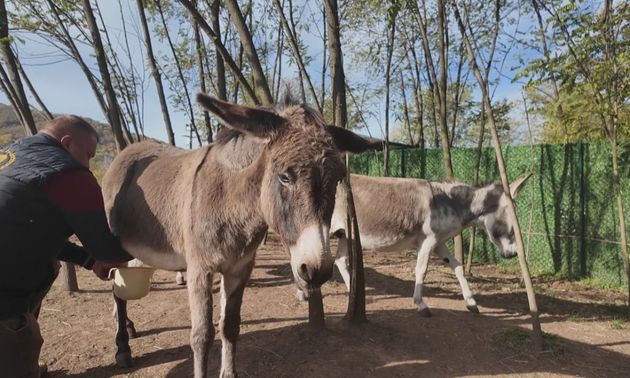 OSTAO NA DEDOVINI I NIJE ZAŽALIO! Sada ima farmu magarica, retke rase krava i litar mleka prodaje za 6.000 dinara (FOTO)