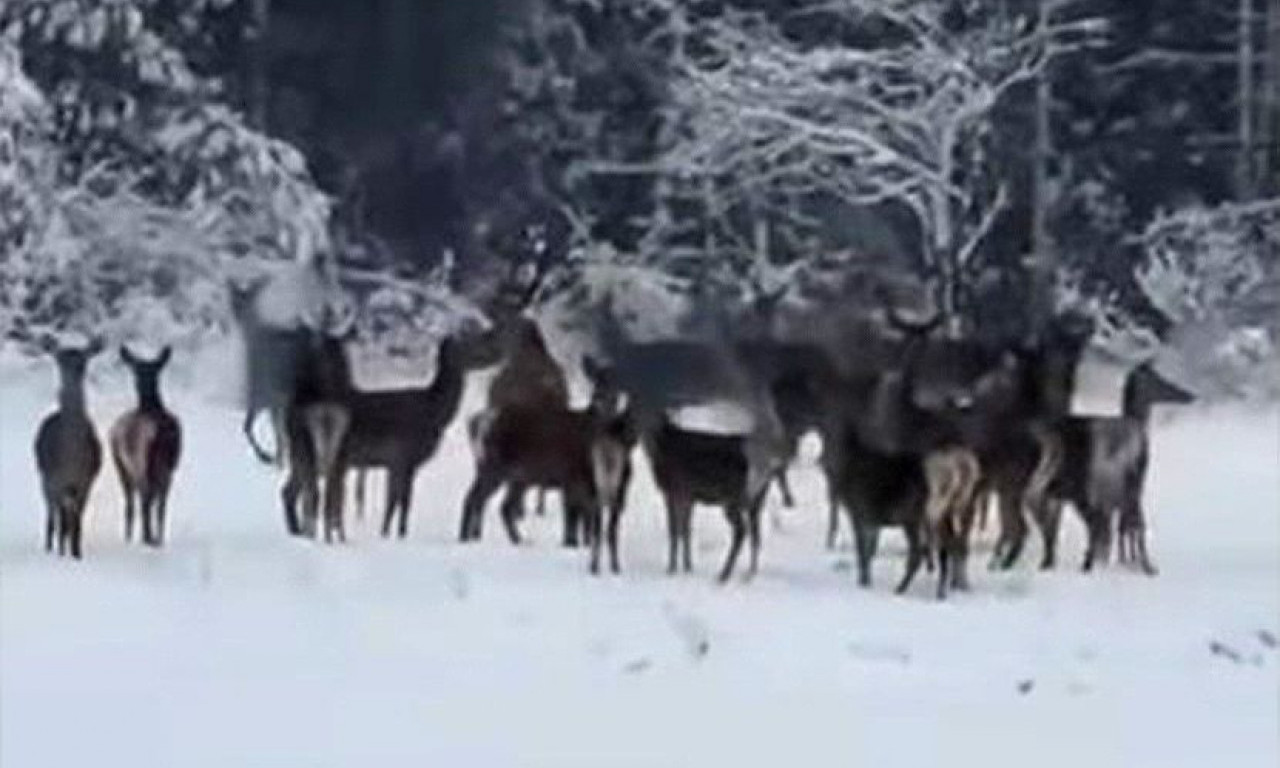 BAJKOVIT PRIZOR NA ZLATIBORU Srne šetaju i ne haju za kameru! Pogledajte i uživajte (VIDEO)