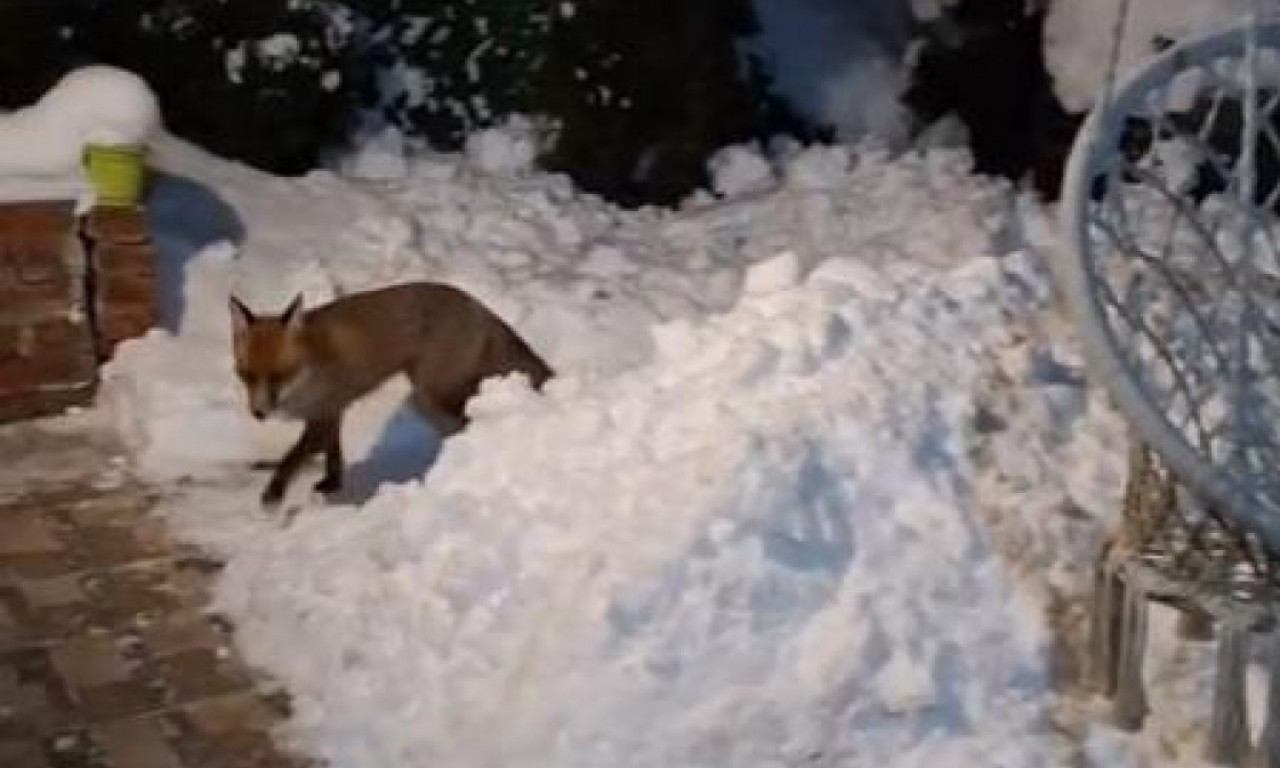 DIVLJA ZVER NA TARI USRED NOĆI DOŠLA DO VRATA SMEŠTAJA Evo šta je turista odmah uradio (VIDEO)