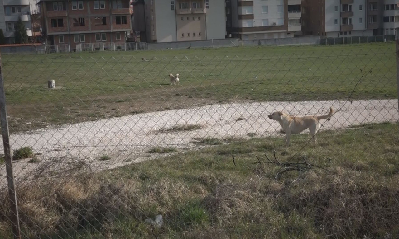 POZNATO STANJE DEVOJČICE KOJU JE IZUJEDAO ČOPOR PASA U NOVOM PAZARU "Jedva se spasila"