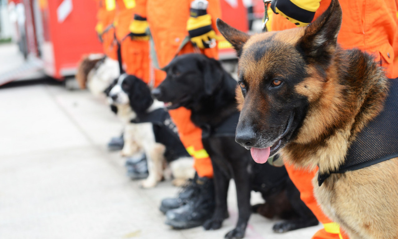 NAJBOLJI PSI TRAGAČI Heroji koji spašavaju živote